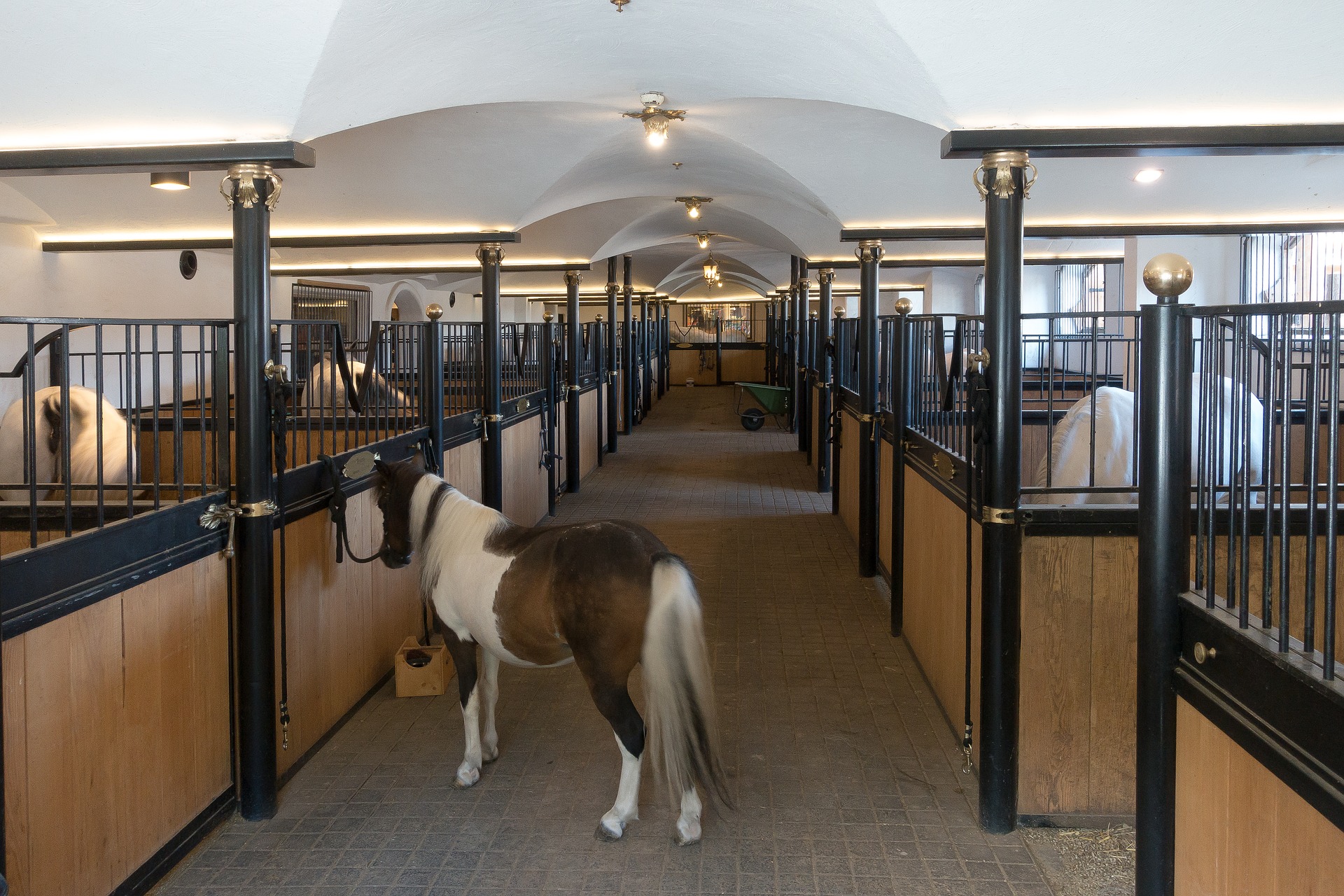 Inside Horse Stall