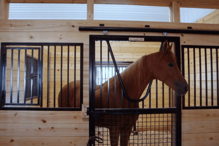 Ultimate Horse Stall Idea Guide & Other FAQs