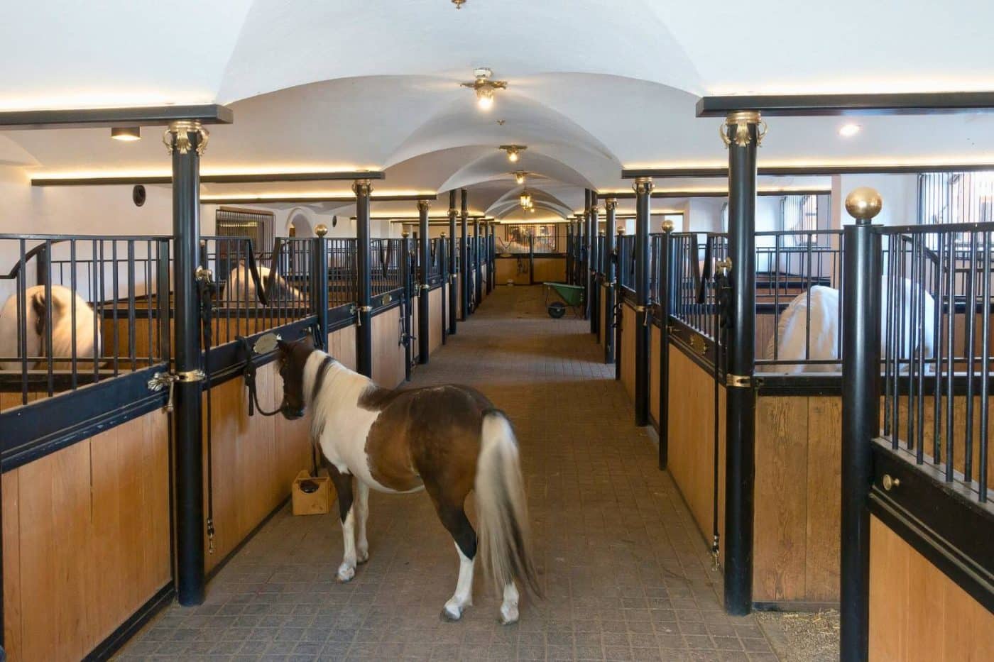 horses inside horse barn