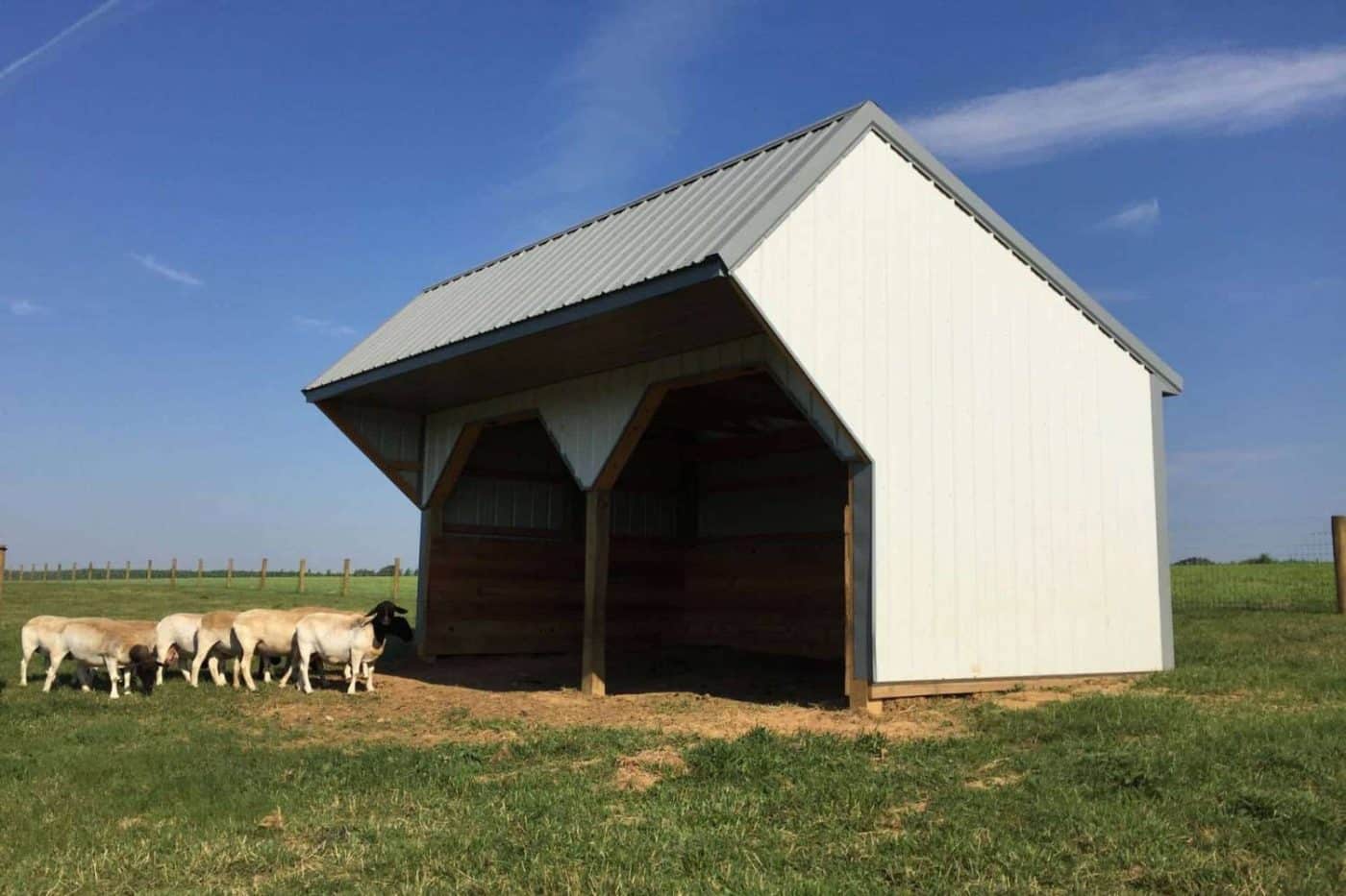 run in shed with sheep in pasture