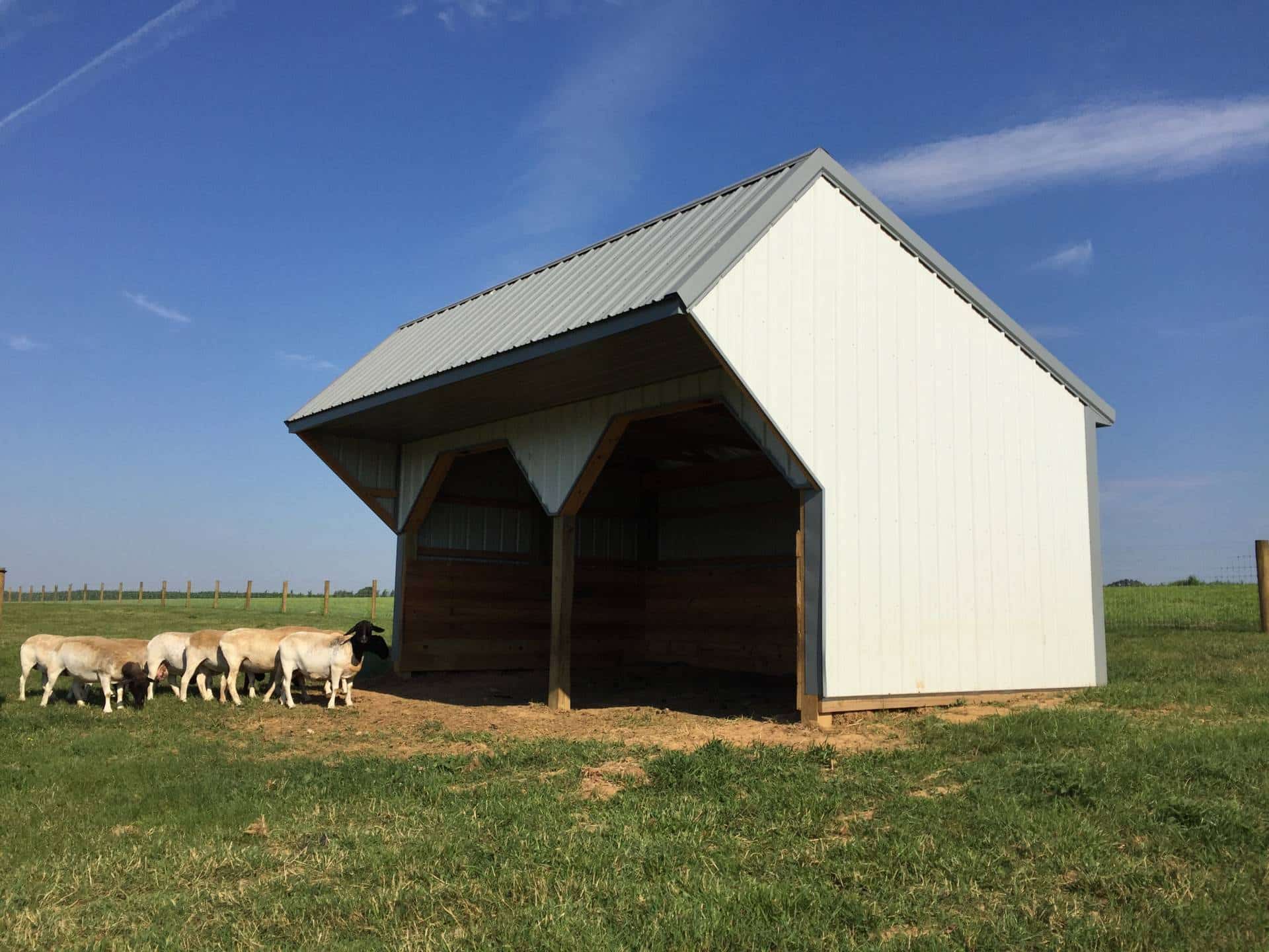 white run-in shed with two open bays beside grazing sheep